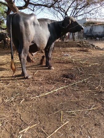પાડો વેચવાનો છે.