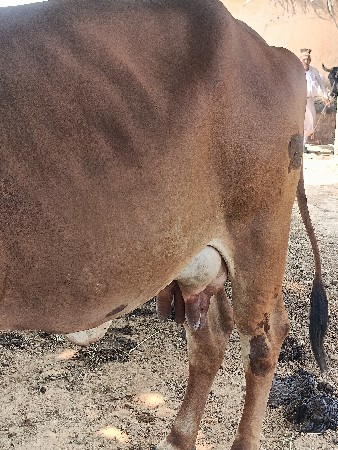 ગીર ગાય ત્રીજું વેતર