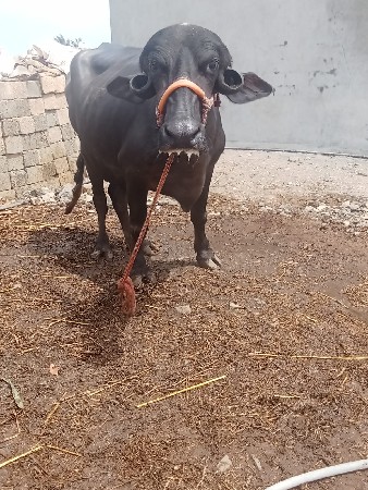 3 ખડેલી વેચવાની છે