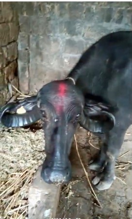 ભેસ વેસવાની સે ગાભણ સે