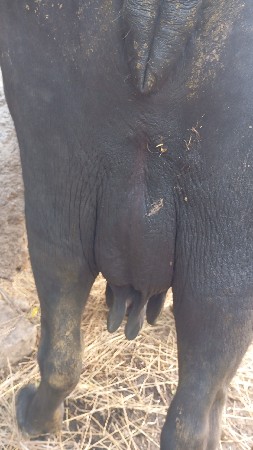 ભેસ વેચવાની છે