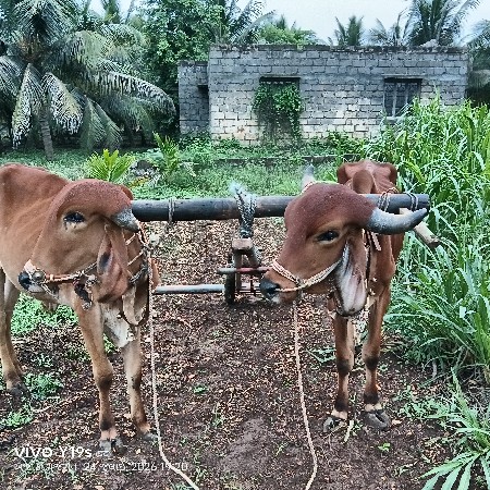 સોજા