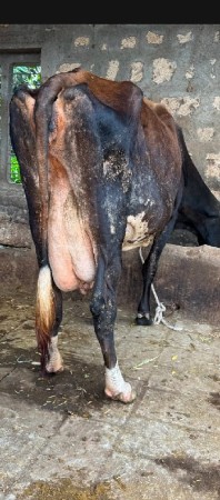 ગાય 🐄 વેચવાની છે