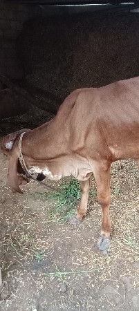 ગીર વાછડી વેચવાની છે.