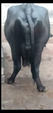 ભેંસ વેચવાનું છે