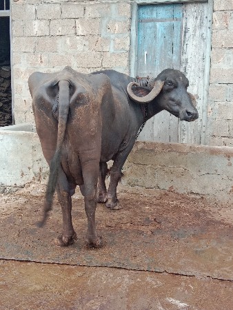 ભેસ વેસવાની છે