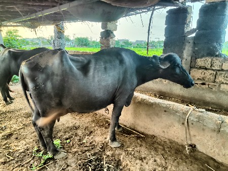 ભેંસ વેચવા ની છે