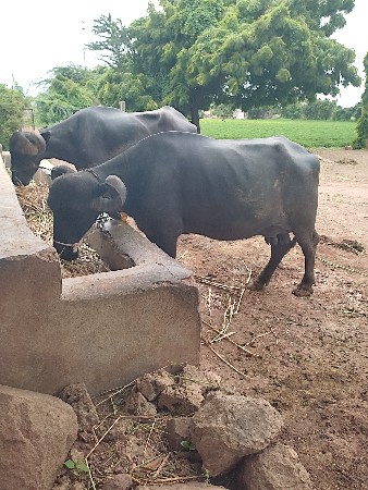 આખડેલી વેચવાની છે