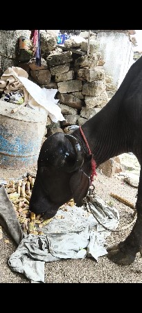 ખડેલી વેચવાની છે