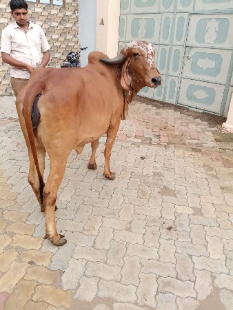 ઓરીજનલ ગીર યાય