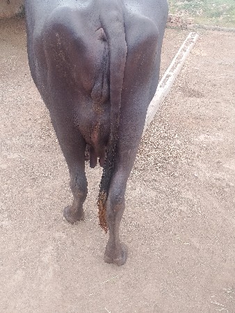 વેચવાની છે