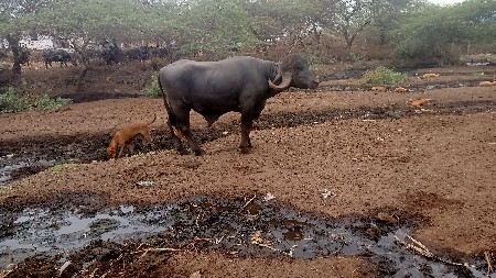 બે પાડા વેચવાના છે