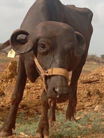 ખણેલીવેચવાનીસેલવીહોતોજફોનકરજો