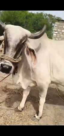 ગાય વેચવાની છે