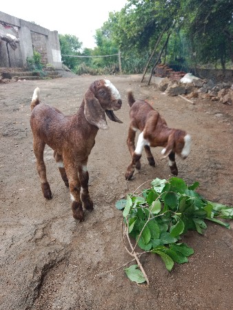 બે બકરા દેવાના છે