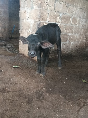 પાડો વેસ વનો સે