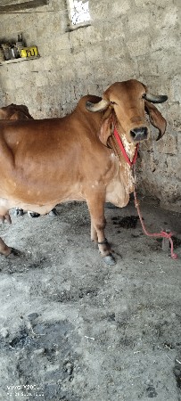 ગીર ગાય વેચવાની છે