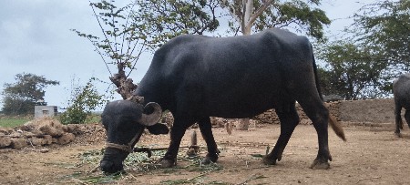 બે ભેંસ અને એક પાડો