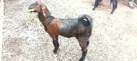 બકરો બકરી વેચવાના છે