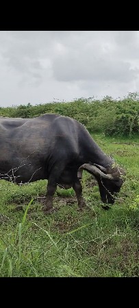 ભેંસ વેચવાની છે