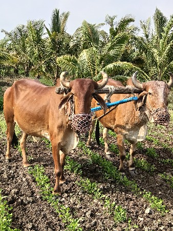 આ બળદ વેસવાના છે