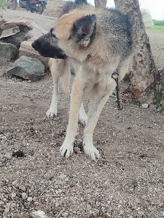 German Shepherd vechvani che