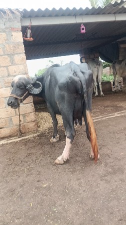 ભેંસ વેચવાની છે