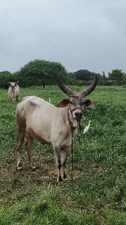 કાંકરેજ ગાય વેશવાની છે