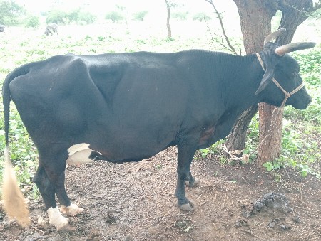 આ ગાય વેશવાનીછે ગાભણી છે