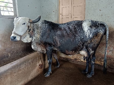 ગાય વેચવાની છે