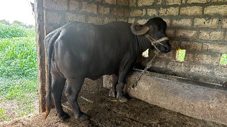 ભેંસ વેચવાની છે.