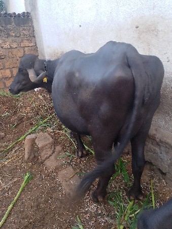 ભેંસ વેશવાની છે બીજું વેતર સે