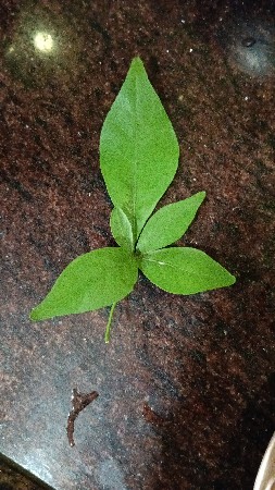 ખેતીની જમીન વેચવણીછે