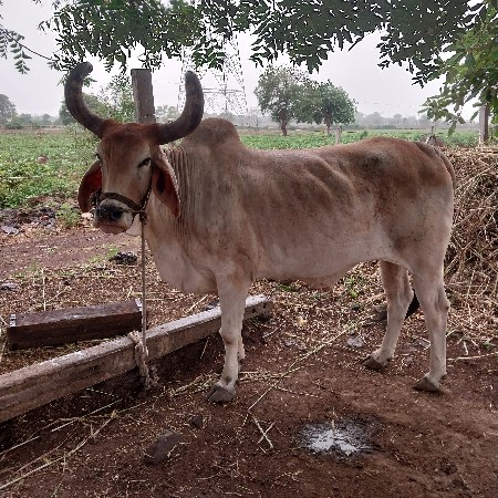 માકડા