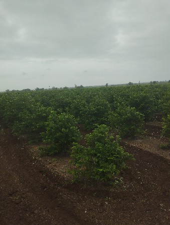 સીતાફળના ઈજારો આપવાનો છે