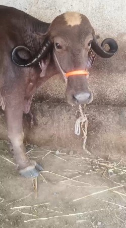 ભુરી ભેસ વેસવાની સે