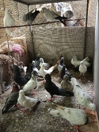 કબૂતર વેચવાના છે
