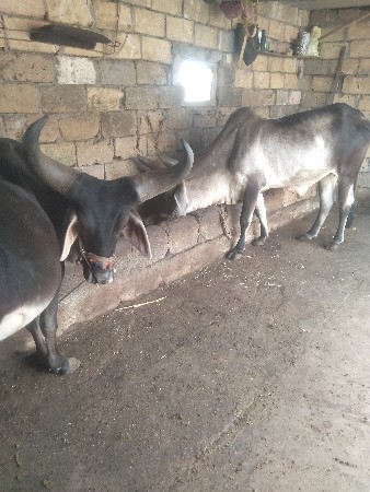 ગોઢલા,વેશવાના, છે