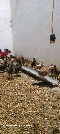 દેશી સોનાલી ના બચ્ચા