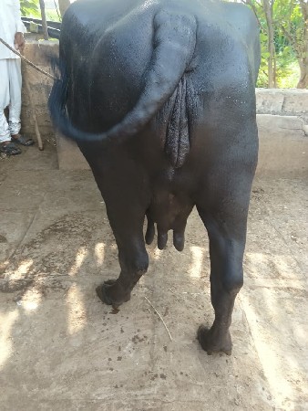 vech vani che