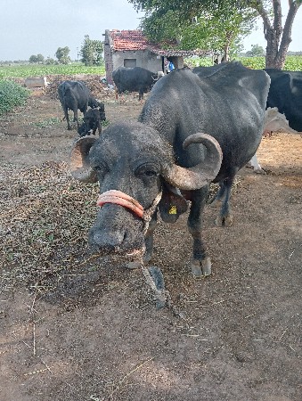 ભેંસ વેચવાની છે