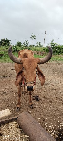 બળદ વેચવાનો છે