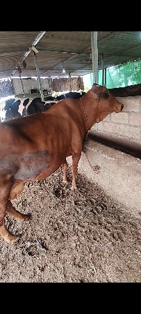 જર્સી ગાય