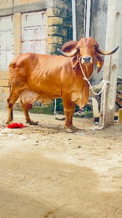 ઓરિજનલ ગીર કુંઢી ગાય વેચવાની છે