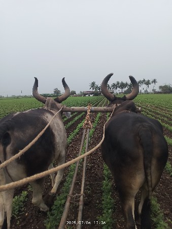 બળદ વેસ્વાના સે