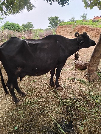 ભેંસ વેચવાની છે