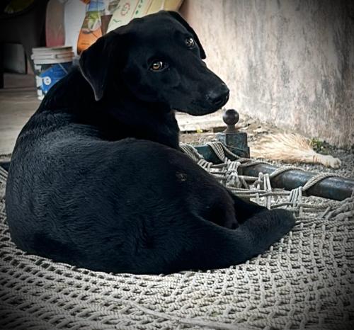 Dog