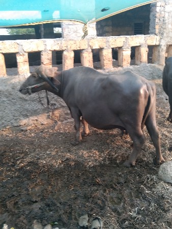 જોતા હોય તેમાં વેચવાની છે નવમો મહિ