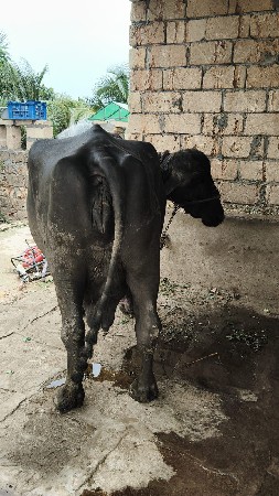 વેચવાની