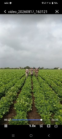 ગોઢલા વેચવા ના છે